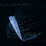 テンガイハタが2個体！！