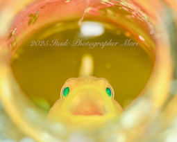 可愛いアイドルが呼んでいる♪