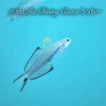 穏やかな海況続いてます！