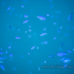 大荒れでも水中は、、、