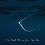 ついに出ましたーーー！！！