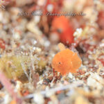 出た！極小カエル！