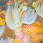 西風続きでも潜れています♪