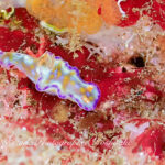 クローズで大瀬崎遠征！