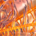 メリークリスマス♪　素敵な出逢いに感謝！