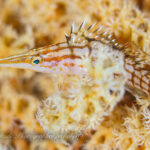 若干風波ありましたが、問題なくダイビング！