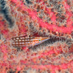 穏やかでごわす！