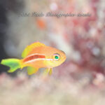 賑やかな井田の海です！