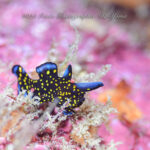 またまた新たな出会いです！