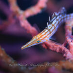 風波の中フォト＆リフレッシュ開催！