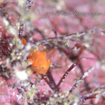 3連休スタートは井田の海で！