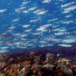 運が良ければボラクーダも！！