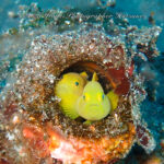 のんびり井田でダイビング♪